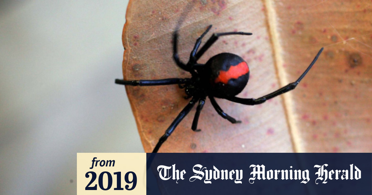 A can of bug spray and deadly spider ignite unusual biosecurity spat